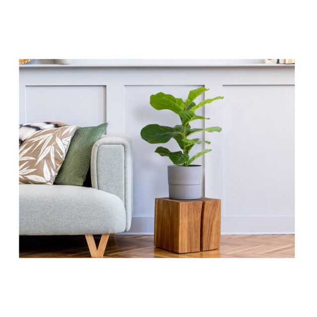 Τεχνητό Φυτό Ficus Lyrata 50 cm Inkazen 40081828